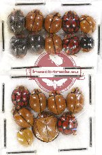 Scientific lot no. 54 Coccinelidae (18 pcs)