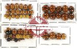 Scientific lot no. 56 Coccinelidae (53 pcs)