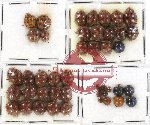 Scientific lot no. 40 Coccinelidae (44 pcs)