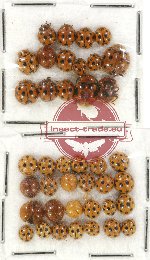 Scientific lot no. 49 Coccinelidae (41 pcs)