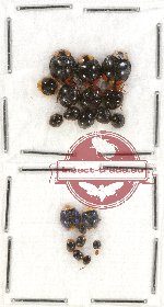 Scientific lot no. 53 Coccinelidae (20 pcs)