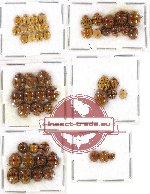 Scientific lot no. 38 Coccinelidae (53 pcs)