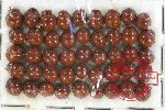 Scientific lot no. 42 Coccinelidae (45 pcs)