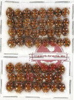 Scientific lot no. 25 Coccinelidae (52 pcs)