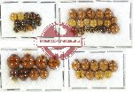 Scientific lot no. 57 Coccinelidae (44 pcs)