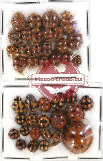 Scientific lot no. 28 Coccinelidae (41 pcs)