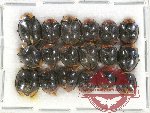 Scientific lot no. 52 Coccinelidae (18 pcs)