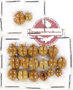 Scientific lot no. 50 Coccinelidae (19 pcs)