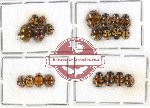 Scientific lot no. 59 Coccinelidae (21 pcs)