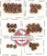 Scientific lot no. 39 Coccinelidae (35 pcs)