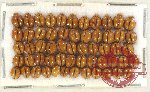 Scientific lot no. 44 Coccinelidae (57 pcs)