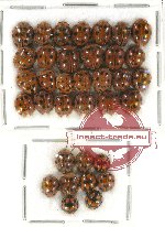 Scientific lot no. 27 Coccinelidae (35 pcs)