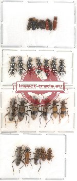 Scientific lot no. 4 Cleridae (26 pcs)