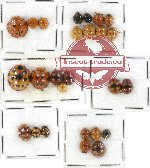 Scientific lot no. 30 Coccinelidae (27 pcs)