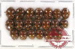 Scientific lot no. 51 Coccinelidae (20 pcs)