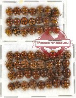 Scientific lot no. 21 Coccinelidae (54 pcs)