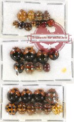 Scientific lot no. 58 Coccinelidae (29 pcs)