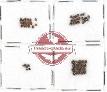 Scientific lot no. 36 Coccinelidae (63 pcs)