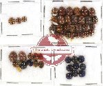 Scientific lot no. 41 Coccinelidae (52 pcs)