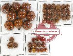 Scientific lot no. 22 Coccinelidae (46 pcs)