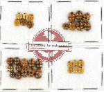 Scientific lot no. 45 Coccinelidae (31 pcs)