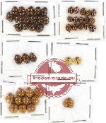 Scientific lot no. 23 Coccinelidae (46 pcs)