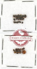 Scientific lot no. 31 Coccinelidae (27 pcs)