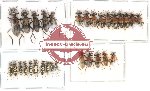 Scientific lot no. 5 Cleridae (30 pcs)