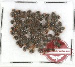 Scientific lot no. 37 Coccinelidae (ca 110 pcs)