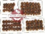 Scientific lot no. 26 Coccinelidae (80 pcs)