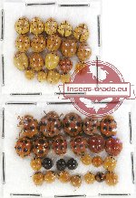 Scientific lot no. 35 Coccinelidae (44 pcs)