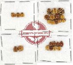 Scientific lot no. 34 Coccinelidae (25 pcs)