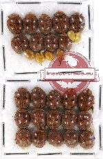 Scientific lot no. 47 Coccinelidae (29 pcs)