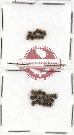 Scientific lot no. 48 Coccinelidae (31 pcs)