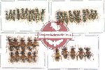 Scientific lot no. 6 Cleridae (35 pcs)