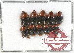 Scientific lot no. 57 Nitidulidae (10 pcs)