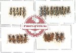 Scientific lot no. 7 Cleridae (25 pcs)