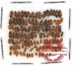 Scientific lot no. 54 Nitidulidae (114 pcs)