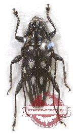 Trigonoptera sp. 3