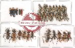 Scientific lot no. 8 Cleridae (36 pcs)