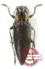 Iridotaenia sp. 4 (A-)