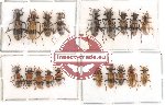 Scientific lot no. 9 Cleridae (19 pcs)