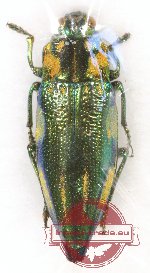 Cyphogastra (s.str.) sp. 25