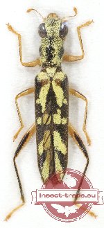 Callimerus sp. 9