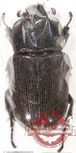 Ceratoryctoderus mototanii Yamaya, 2011 (PARATYPE)