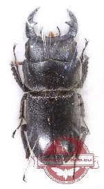 Dorcus hamidi