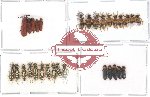 Scientific lot no. 11 Cleridae (30 pcs)