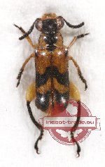 Chrysomelidae sp. 51