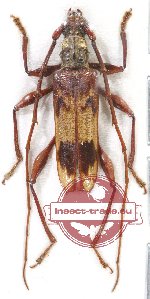 Coptocercus sp. 6