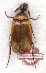 Rhipiphoridae sp. 2